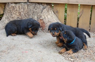 Akira Georgon Rottweiler Puppies